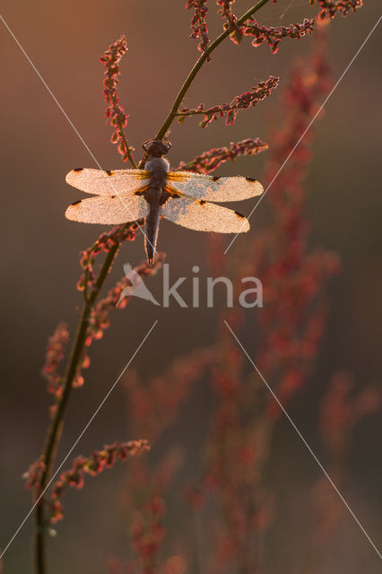 Viervlek (Libellula quadrimaculata)