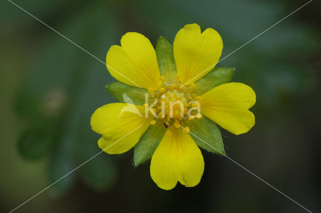 Vijfvingerkruid (Potentilla reptans)