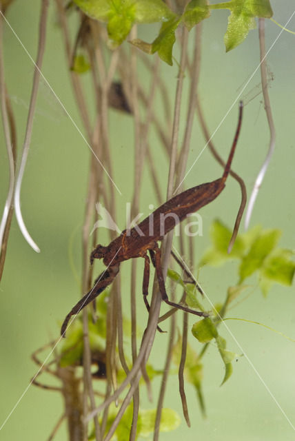 Waterschorpioen (Nepa cinerea)