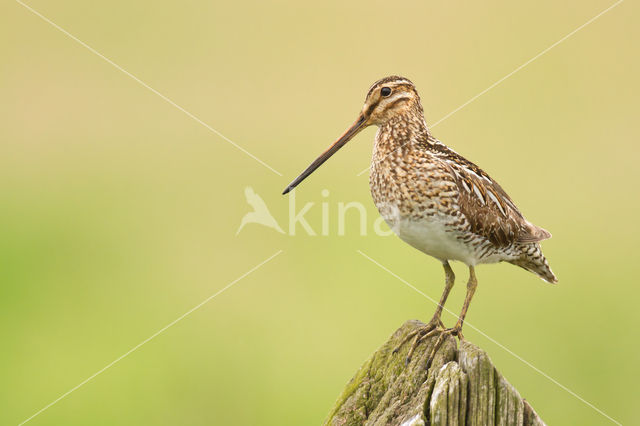 Watersnip (Gallinago gallinago)