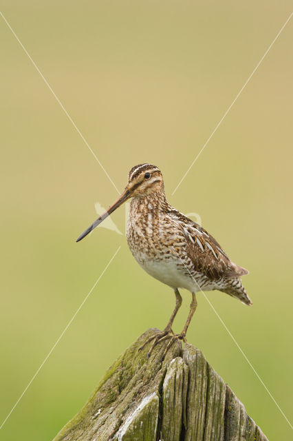 Watersnip (Gallinago gallinago)