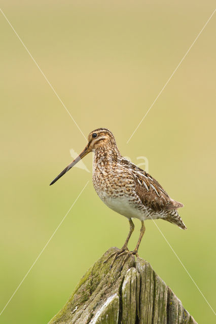 Watersnip (Gallinago gallinago)