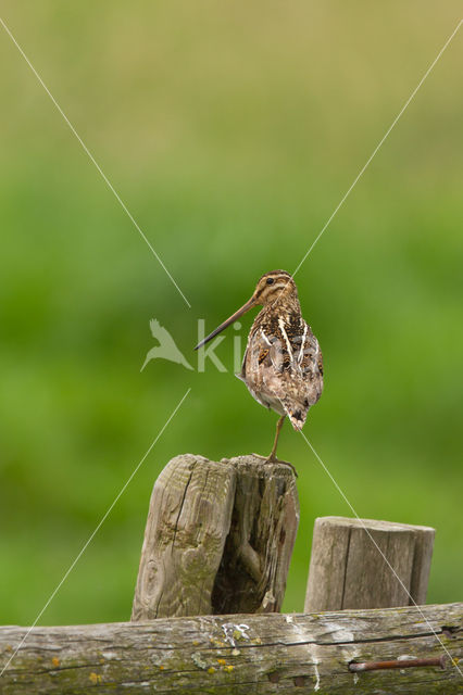 Watersnip (Gallinago gallinago)