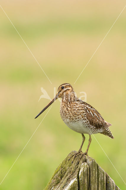 Watersnip (Gallinago gallinago)