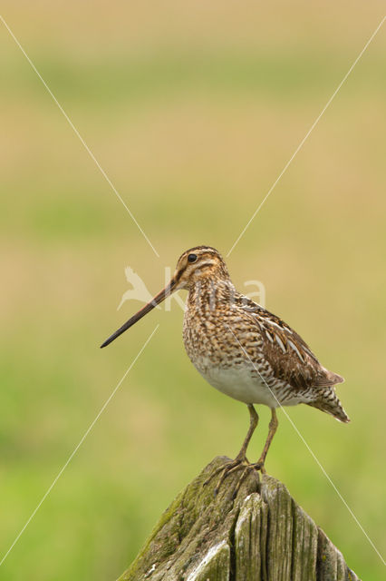 Watersnip (Gallinago gallinago)