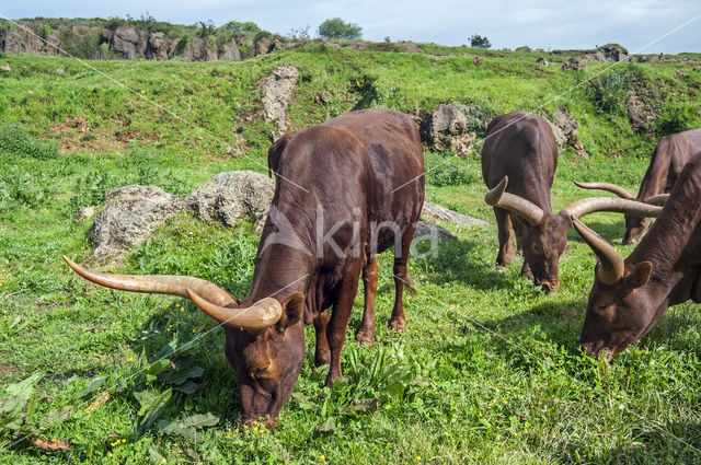 Watusi