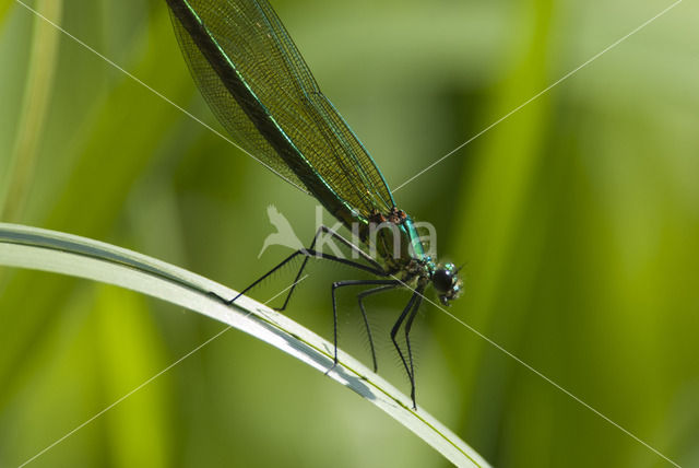 Weidebeekjuffer (Calopteryx splendens)