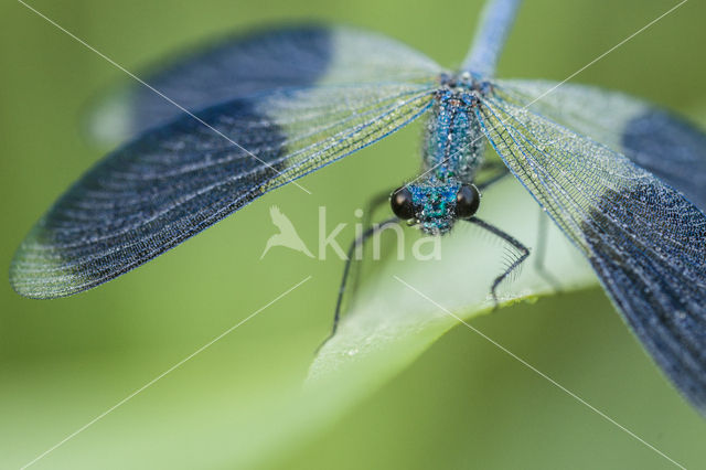 Banded Demoiselle (Calopteryx splendens)