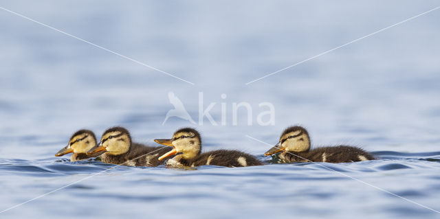 Wilde Eend (Anas platyrhynchos)