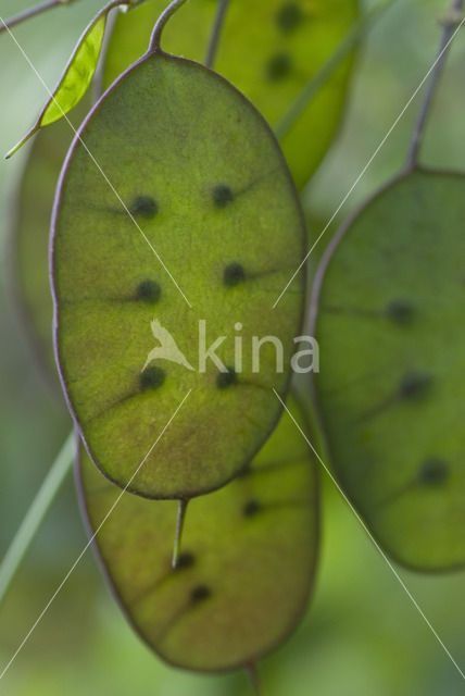 Perennial Honesty (Lunaria rediviva)