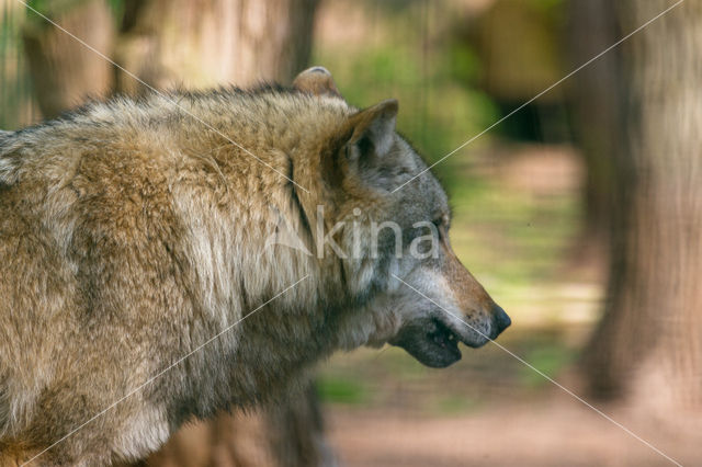 Grey Wolf (Canis lupus)