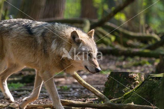 Grey Wolf (Canis lupus)