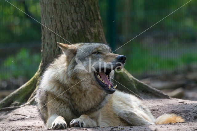 Grey Wolf (Canis lupus)