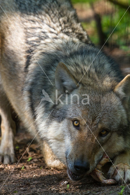 Wolf (Canis lupus)