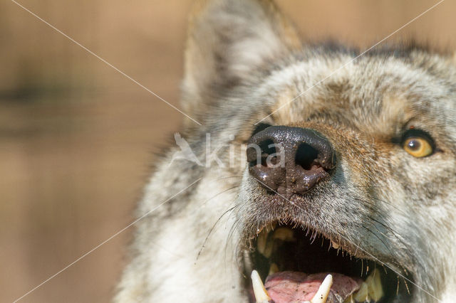 Grey Wolf (Canis lupus)