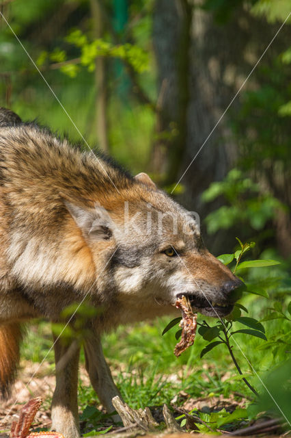 Wolf (Canis lupus)