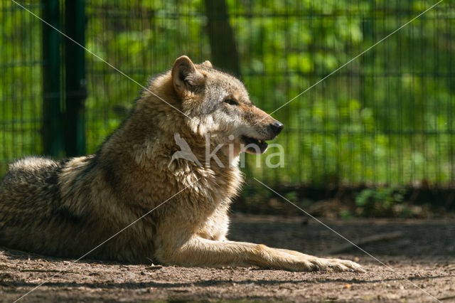 Grey Wolf (Canis lupus)