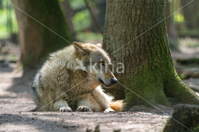 Wolf (Canis lupus)