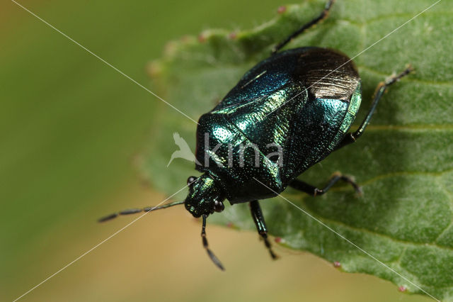 Zicrona caerulea