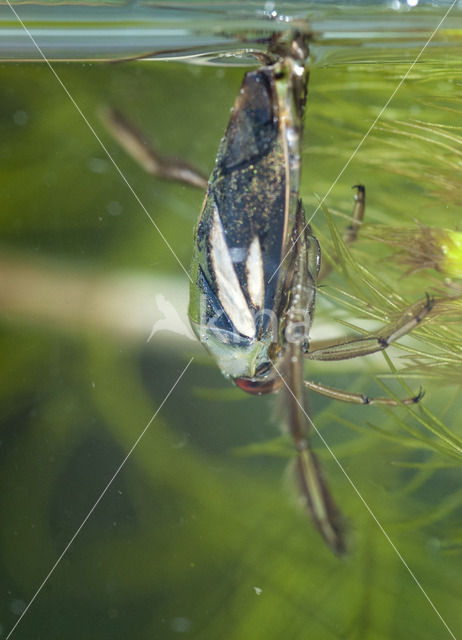 Zwart bootsmannetje (Notonecta obliqua)