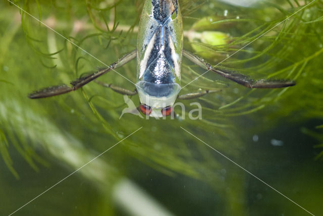 Zwart bootsmannetje (Notonecta obliqua)