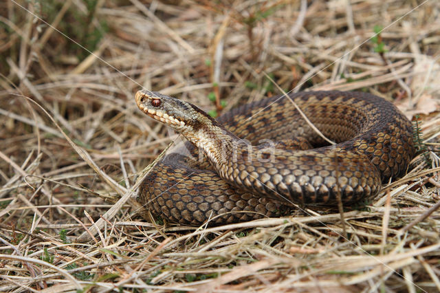 Common Viper (Vipera berus)