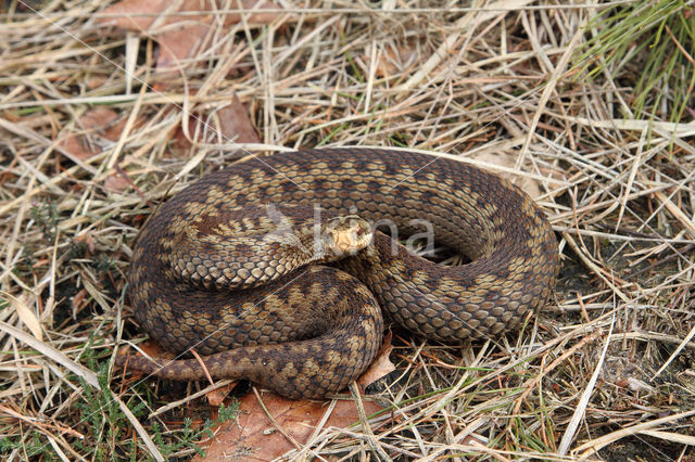 Adder (Vipera berus)