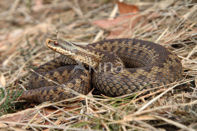 Common Viper (Vipera berus)