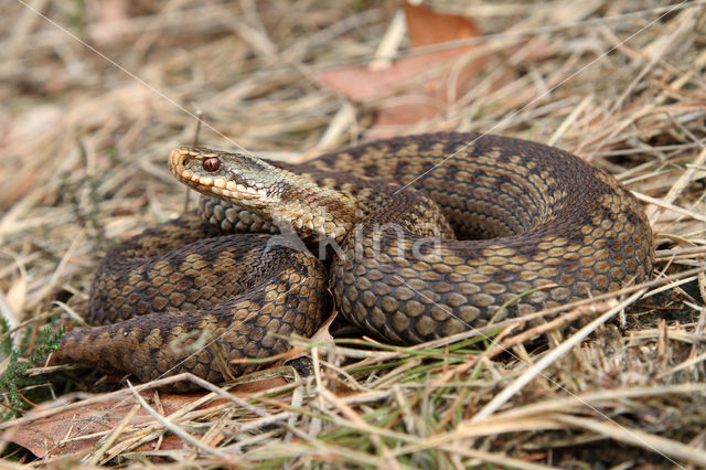 Adder (Vipera berus)