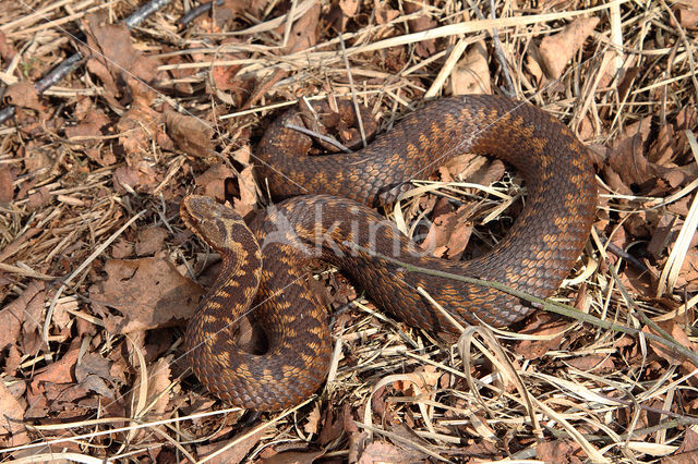 Common Viper (Vipera berus)