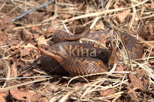 Adder (Vipera berus)