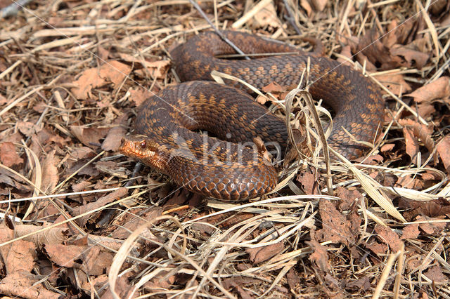 Common Viper (Vipera berus)