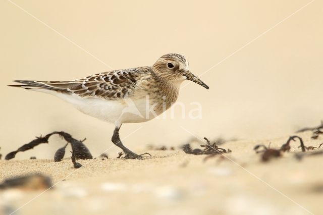 Bairds Strandloper (Calidris bairdii)