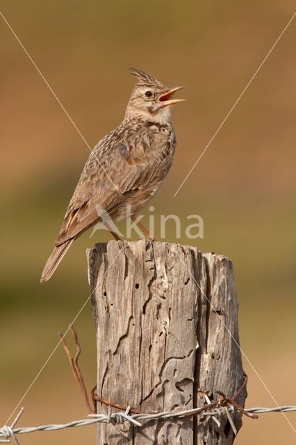 Southern Carmine Bee-eater (Merops nubicoides)