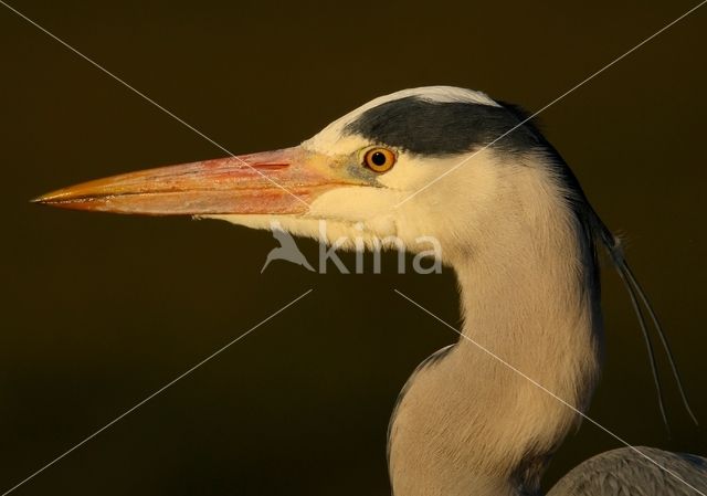 Blauwe Reiger (Ardea cinerea)