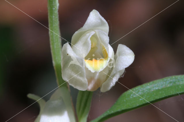 Bleek bosvogeltje (Cephalanthera damasonium)