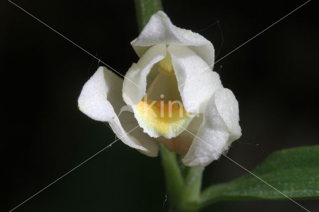 Bleek bosvogeltje (Cephalanthera damasonium)