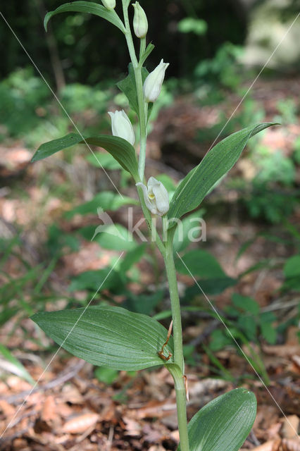 Bleek bosvogeltje (Cephalanthera damasonium)