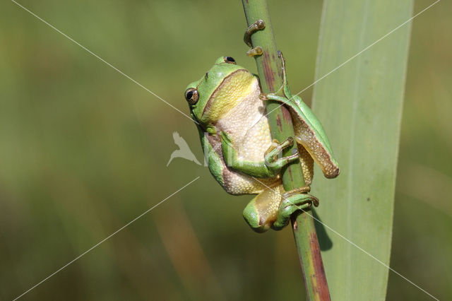 Boomkikker (Hyla sp.)