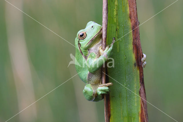 Boomkikker (Hyla sp.)