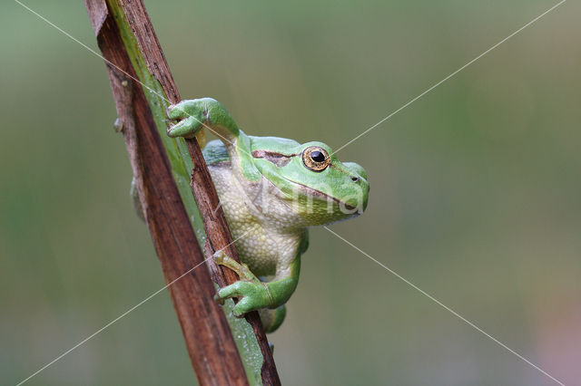 Boomkikker (Hyla sp.)