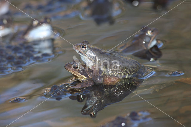 Bruine kikker (Rana temporaria)