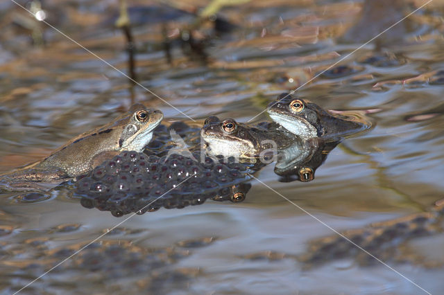 Bruine kikker (Rana temporaria)