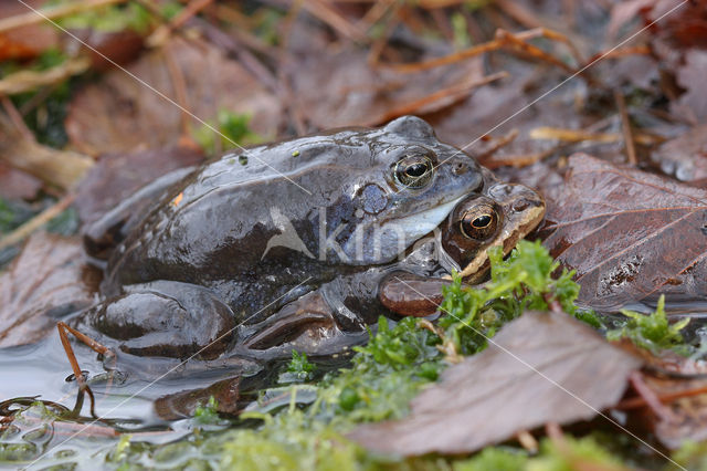 Bruine kikker (Rana temporaria)