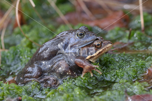 Bruine kikker (Rana temporaria)