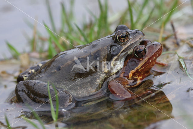 Bruine kikker (Rana temporaria)