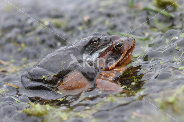 Bruine kikker (Rana temporaria)