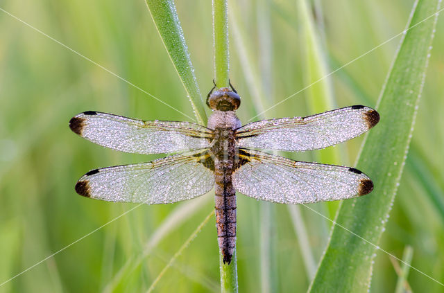 Bruine korenbout (Libellula fulva)