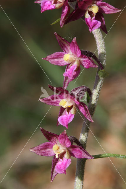 Bruinrode wespenorchis