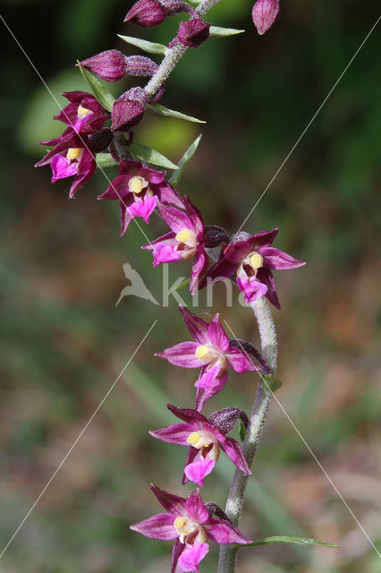 Bruinrode wespenorchis